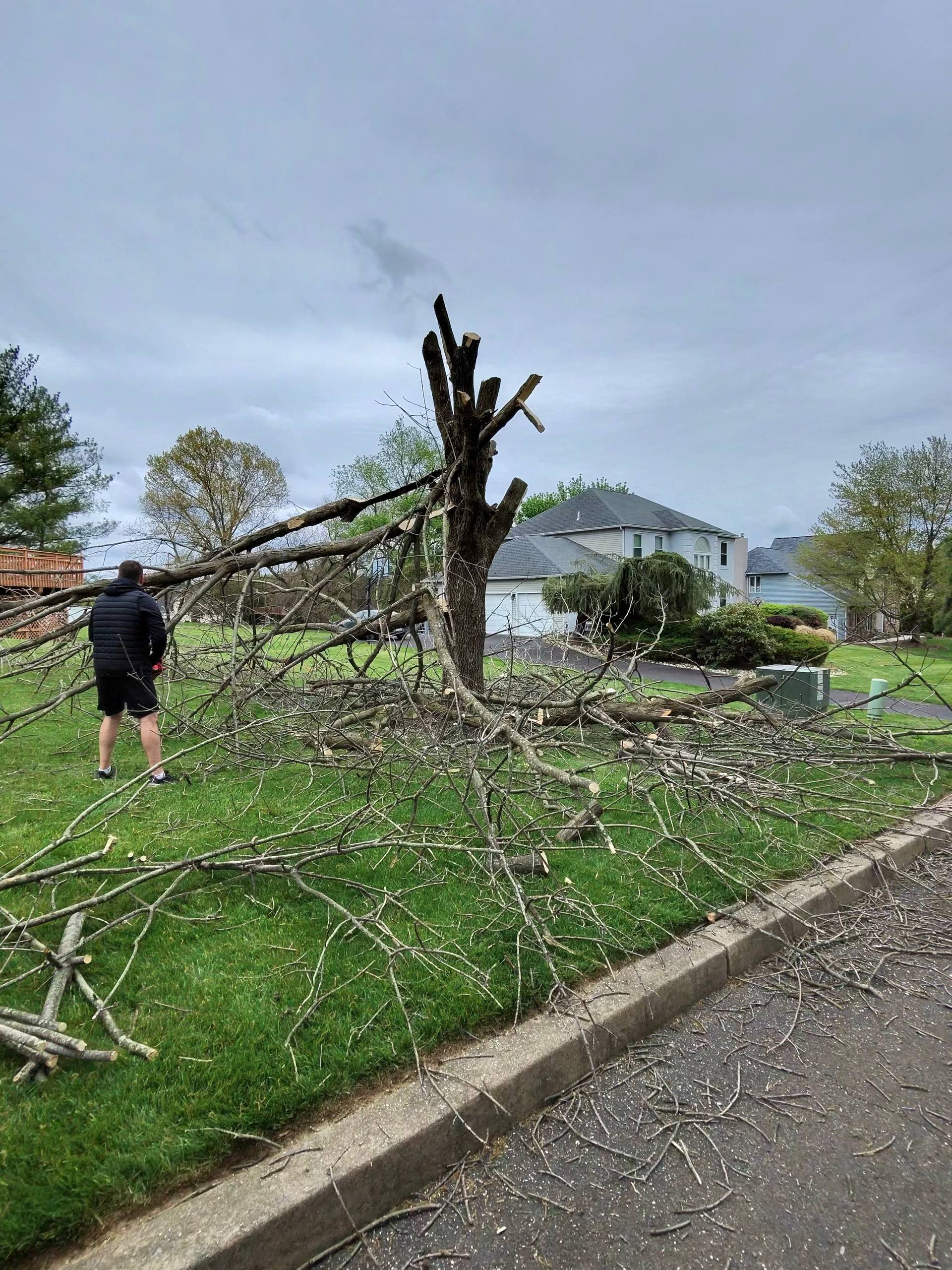 Fallen tree branches covering the lawn before removal